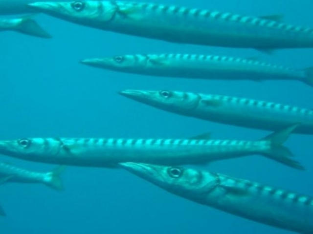 Battute di pesca a Crotone
